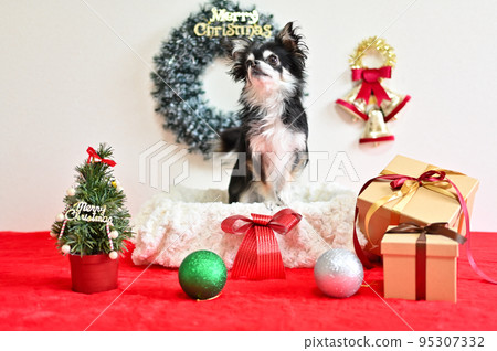 常設吉娃娃和聖誕飾品 95307332