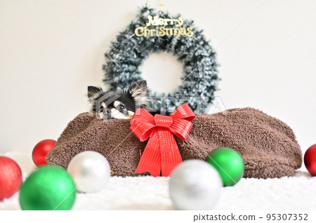 A cute senior Chihuahua and a Christmas ornament that puts his face in a basket 95307352