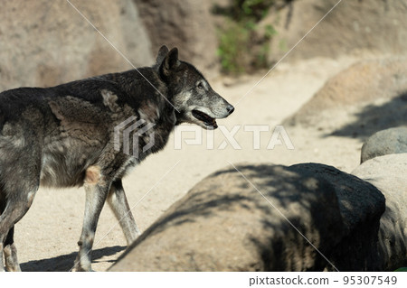 Timber wolf native to North America Timber wolf native to North America 95307549