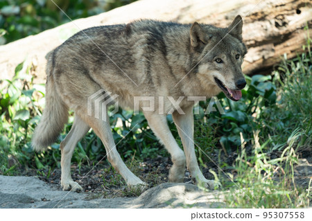 Timber wolf native to North America Timber wolf native to North America 95307558