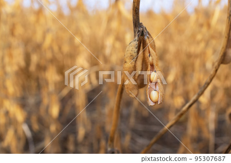closeup detail of soy plant in agricultural field 95307687