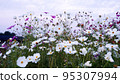 cosmos flower field and blue sky 95307994