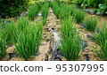 green onions growing in the field 95307995