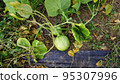 Pumpkins growing in the field 95307996