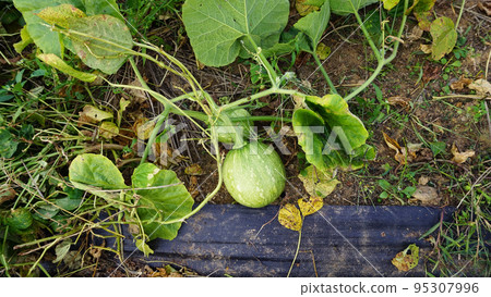 Pumpkins growing in the field 95307996