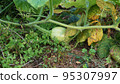 Pumpkins growing in the field 95307997