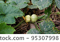 Pumpkins growing in the field 95307998