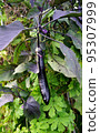 eggplant growing on a tree 95307999
