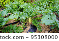 radish growing in the field 95308000