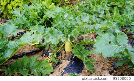 radish growing in the field radish growing in the field 95308000