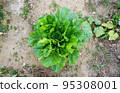 Chinese cabbage growing in the field 95308001