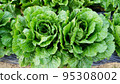 Chinese cabbage growing in the field 95308002