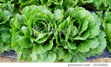 Chinese cabbage growing in the field Chinese cabbage growing in the field 95308002