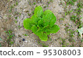 Chinese cabbage growing in the field 95308003
