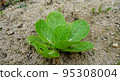Chinese cabbage growing in the field 95308004