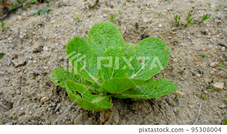 Chinese cabbage growing in the field Chinese cabbage growing in the field 95308004