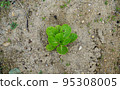 Chinese cabbage growing in the field 95308005