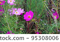 bee on cosmos flower on garden 95308006