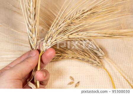 Holding wheat spikes, harvest on cloth close-up 95308030