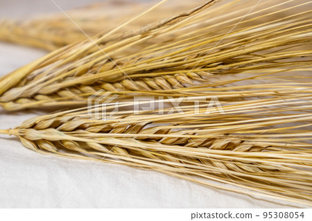 Gold wheat crops, cereal harvest on white close-up Gold wheat crops, cereal harvest on white close-up 95308054