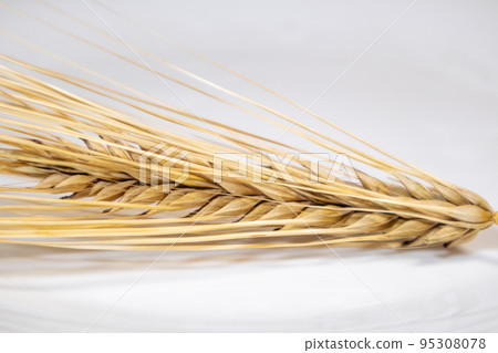 Gold wheat seeds spikes, grain harvest on white 95308078