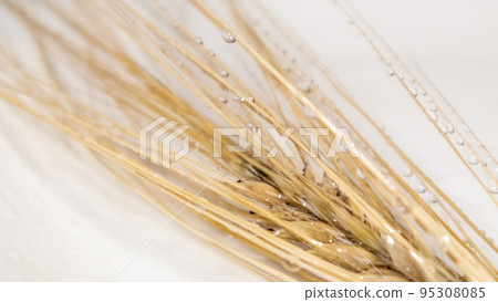 Wheat kernel spikes in water drops, grain on white 95308085