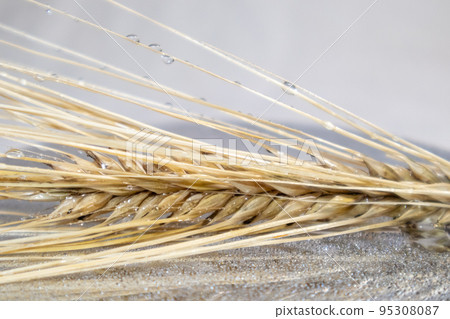 Gold wheat, grain macro on glass with water drops 95308087