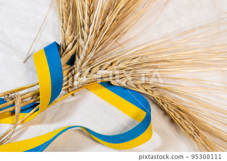 Gold wheat spikes with Ukrainian ribbon on white 95308111