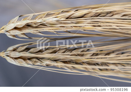 Gold wheat seeds, grain macro on glass surface 95308196