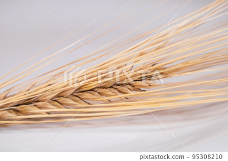 Gold wheat kernels, cereal grain on white close-up 95308210