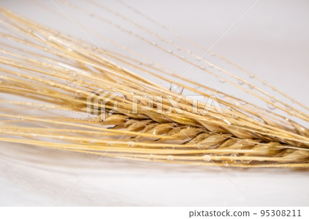 Gold wheat seeds close with water drops on white 95308211