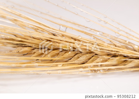 Gold wheat spikes in water drops, barley on white 95308212