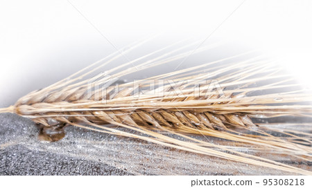 Gold wheat, grain macro on mirror with water drops 95308218