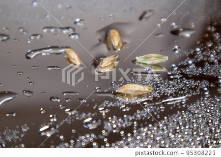 Gold wheat, grains macro on glass with water drops 95308221