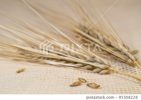Gold wheat seeds, cereal harvest on cloth close-up 95308228
