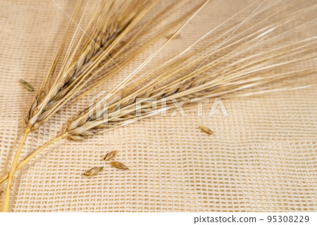 Gold wheat seeds, cereal grain on cloth close-up 95308229