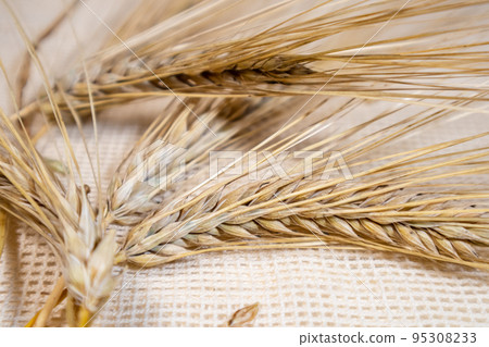 Gold wheat spikes, grain harvest on cloth close-up Gold wheat spikes, grain harvest on cloth close-up 95308233