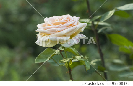 Close-up of a pink rose in clear weather in the garden 95308323