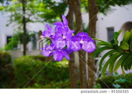 美麗的蘭花，萬達 95308385