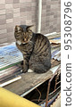 Cat getting angry after being petted 95308796