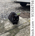 black cat sitting still 95308798