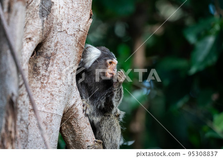 普通狨猴啃水果 普通狨猴啃水果 95308837