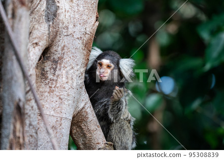 普通狨猴啃水果 普通狨猴啃水果 95308839