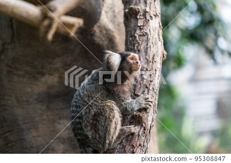 Common marmoset Common marmoset 95308847