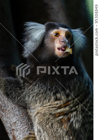 普通狨猴啃水果 普通狨猴啃水果 95308849