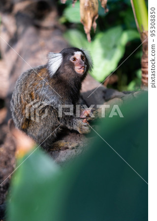 普通狨猴啃水果 普通狨猴啃水果 95308850