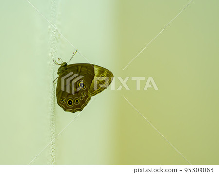 The beautiful pattern of the lizard butterfly The beautiful pattern of the lizard butterfly 95309063