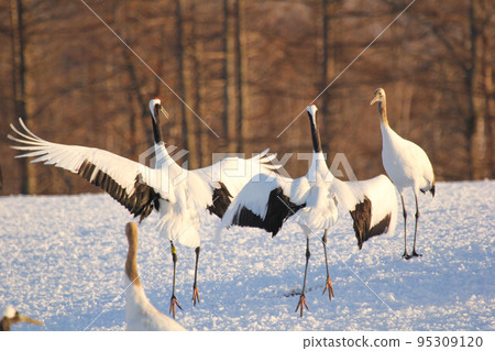 起重機的跳舞(北海道,Tsurui) 起重機的跳舞(北海道,Tsurui) 95309120