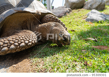 Aldabra giant tortoise 95309301