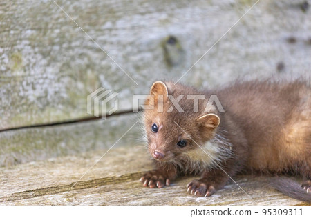 Marten is posing on a wooden board. 95309311